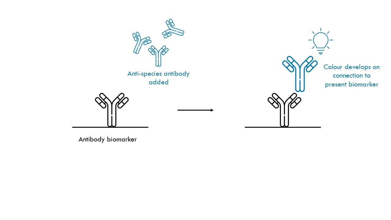 ELISA (Enzyme-Linked Immunosorbent Assay)