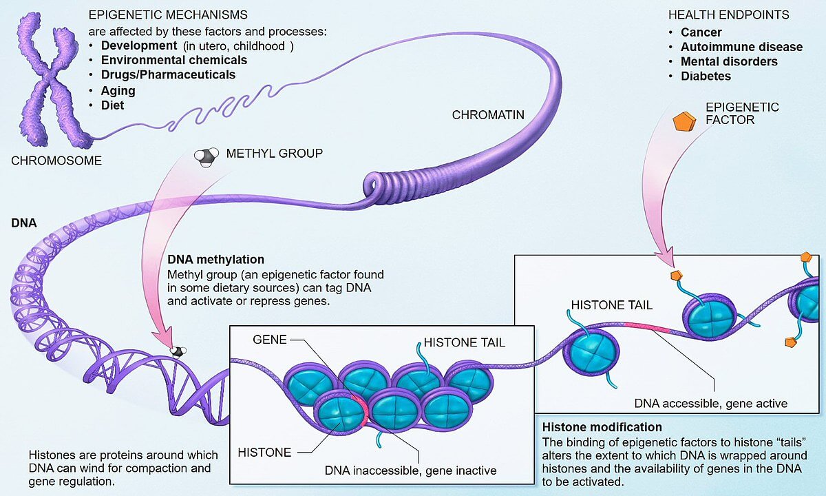 Epigenetic_mechanisms