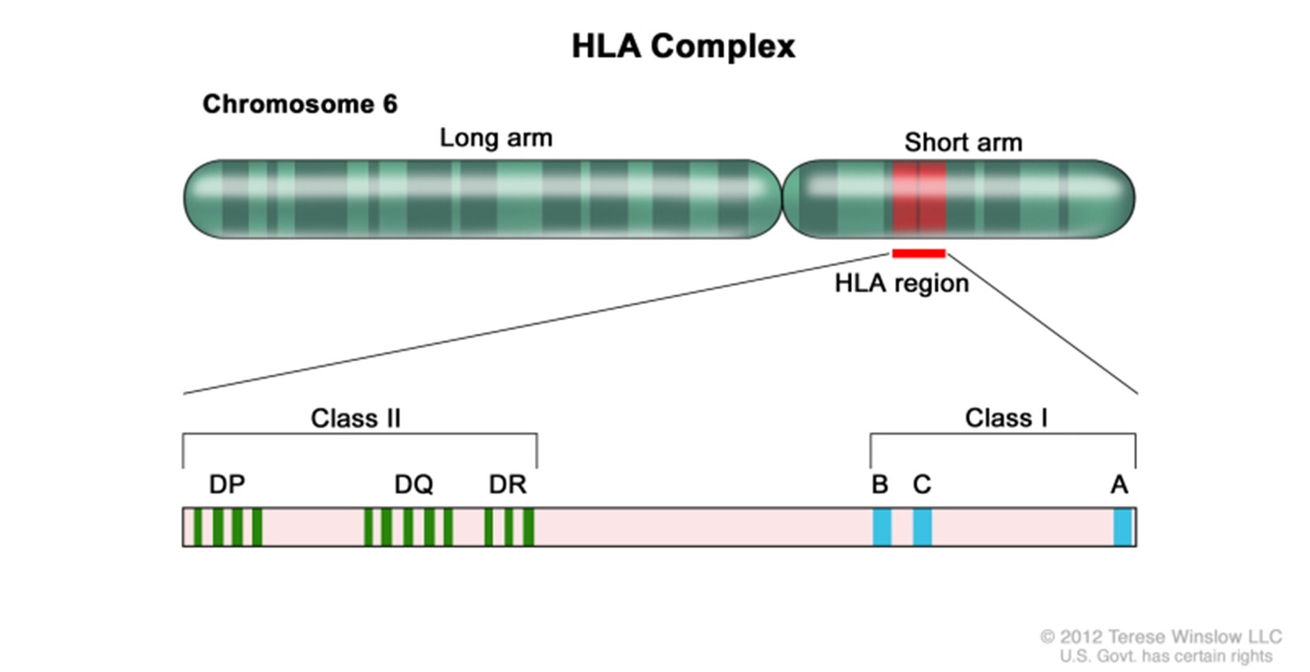 HLA Complex
