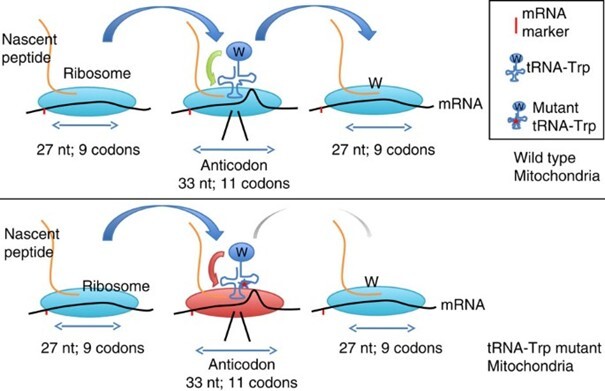 Schematic model for ribosome stalling at codons translated by affected tRNAs, explaining the unbalanced generation of long RPFs in mutant mitochondria. (source: Fig 6 in Rooijers et al., 2013)